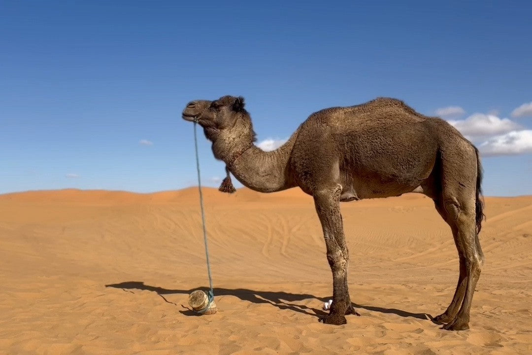 kamaoubaba